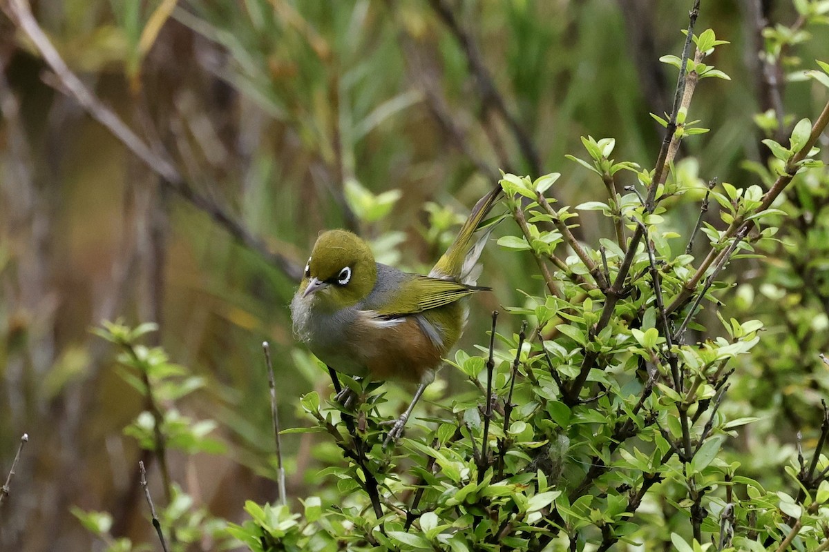 Silvereye - ML535063051