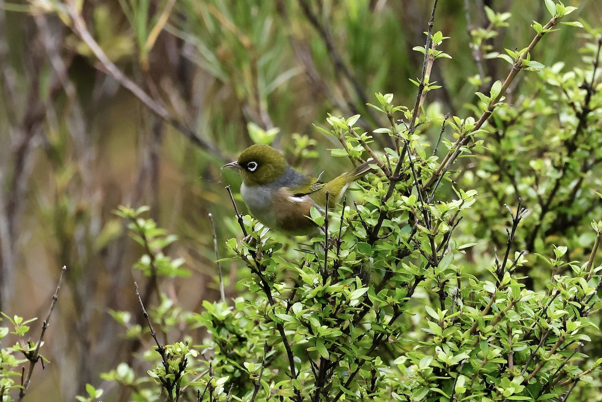 Silvereye - ML535063081