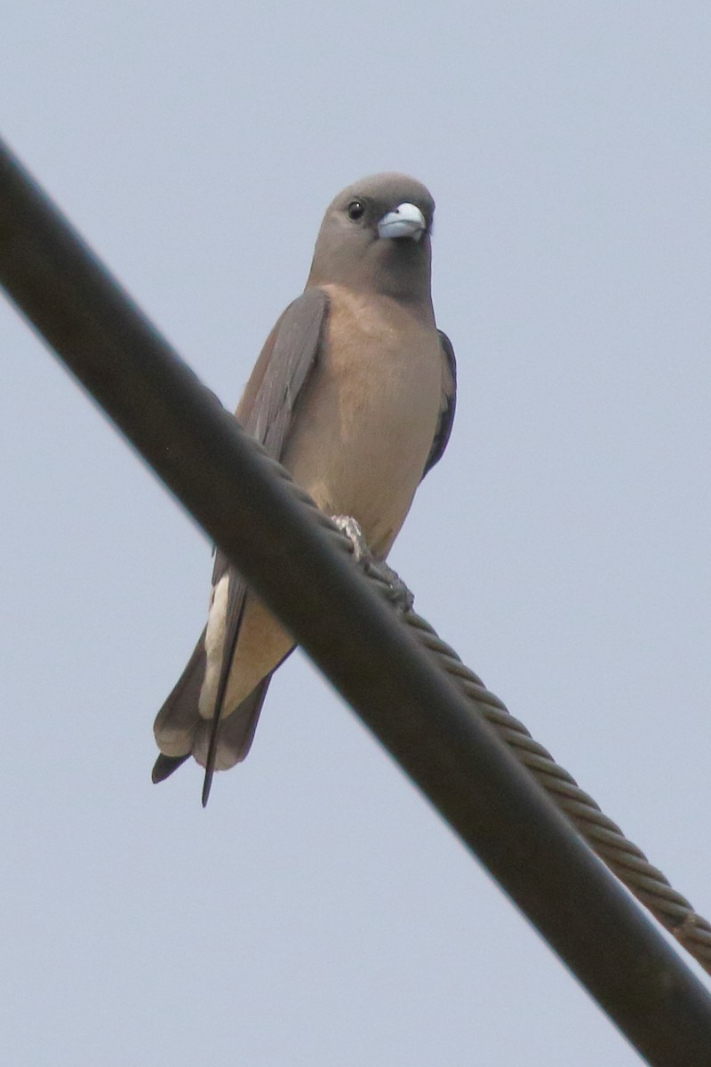 Ashy Woodswallow - Paul Anderson