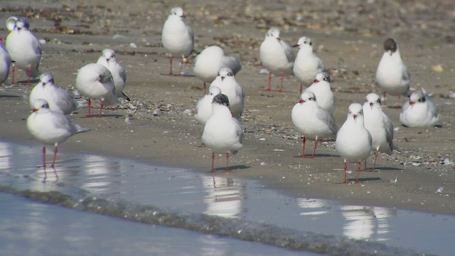 Gaviota Cabecinegra - ML535063141