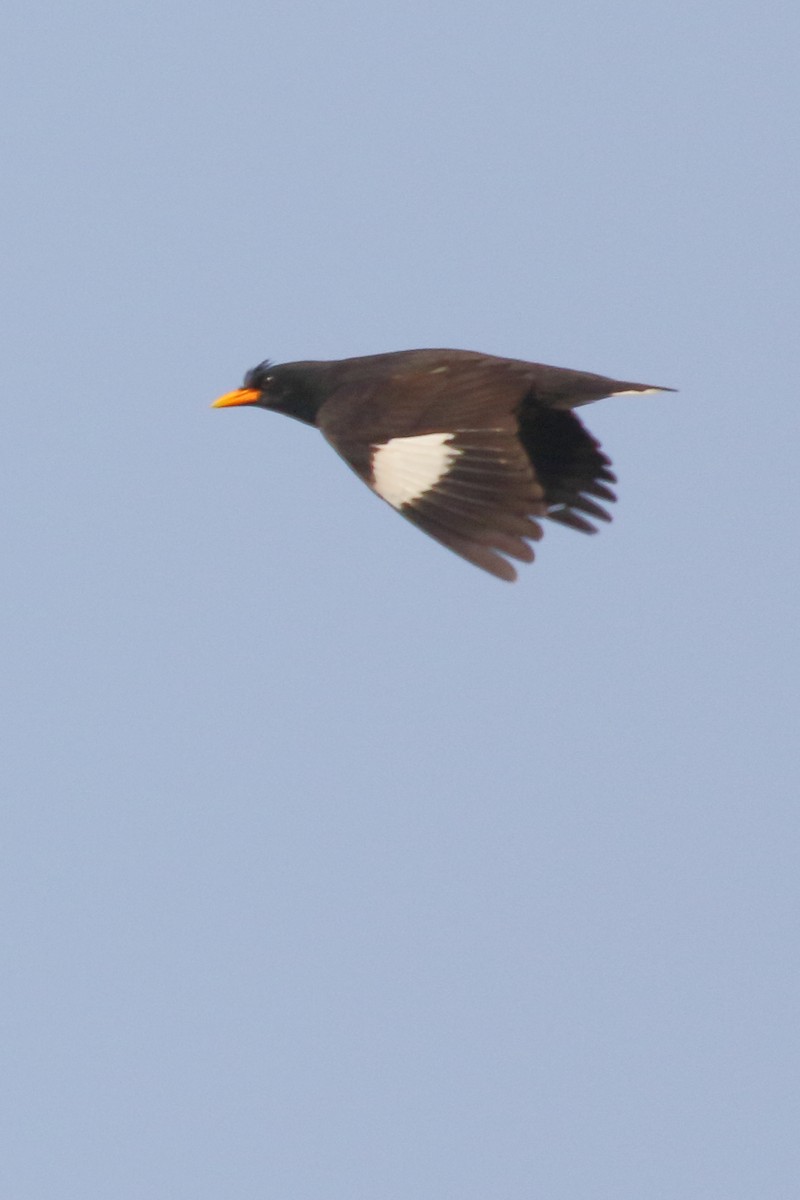 Great Myna - ML535063791