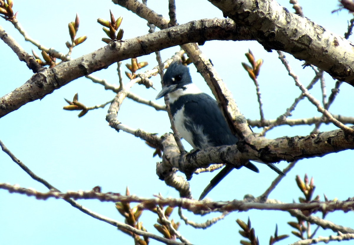 Belted Kingfisher - Pat McKay