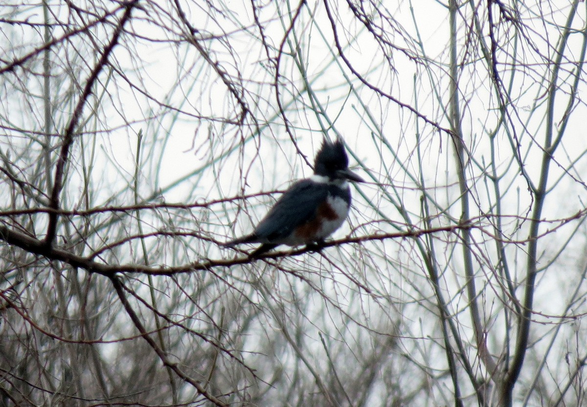 Belted Kingfisher - Pat McKay