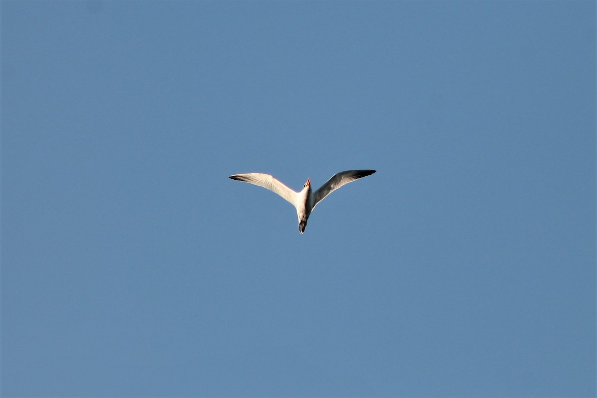 Caspian Tern - ML535064751