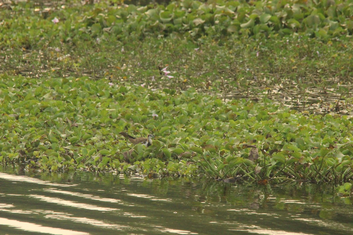 Pheasant-tailed Jacana - ML535064771