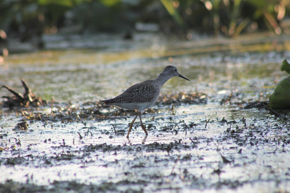 Lesser Yellowlegs - ML535064781