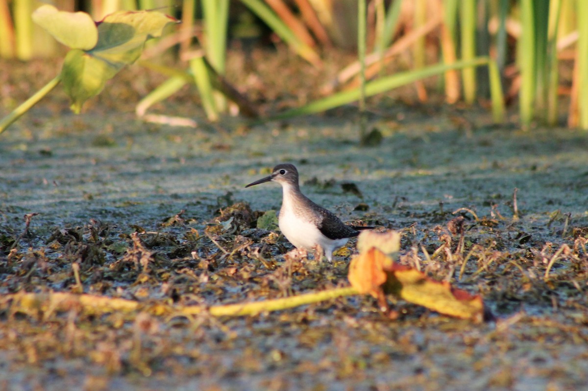 Solitary Sandpiper - ML535064841