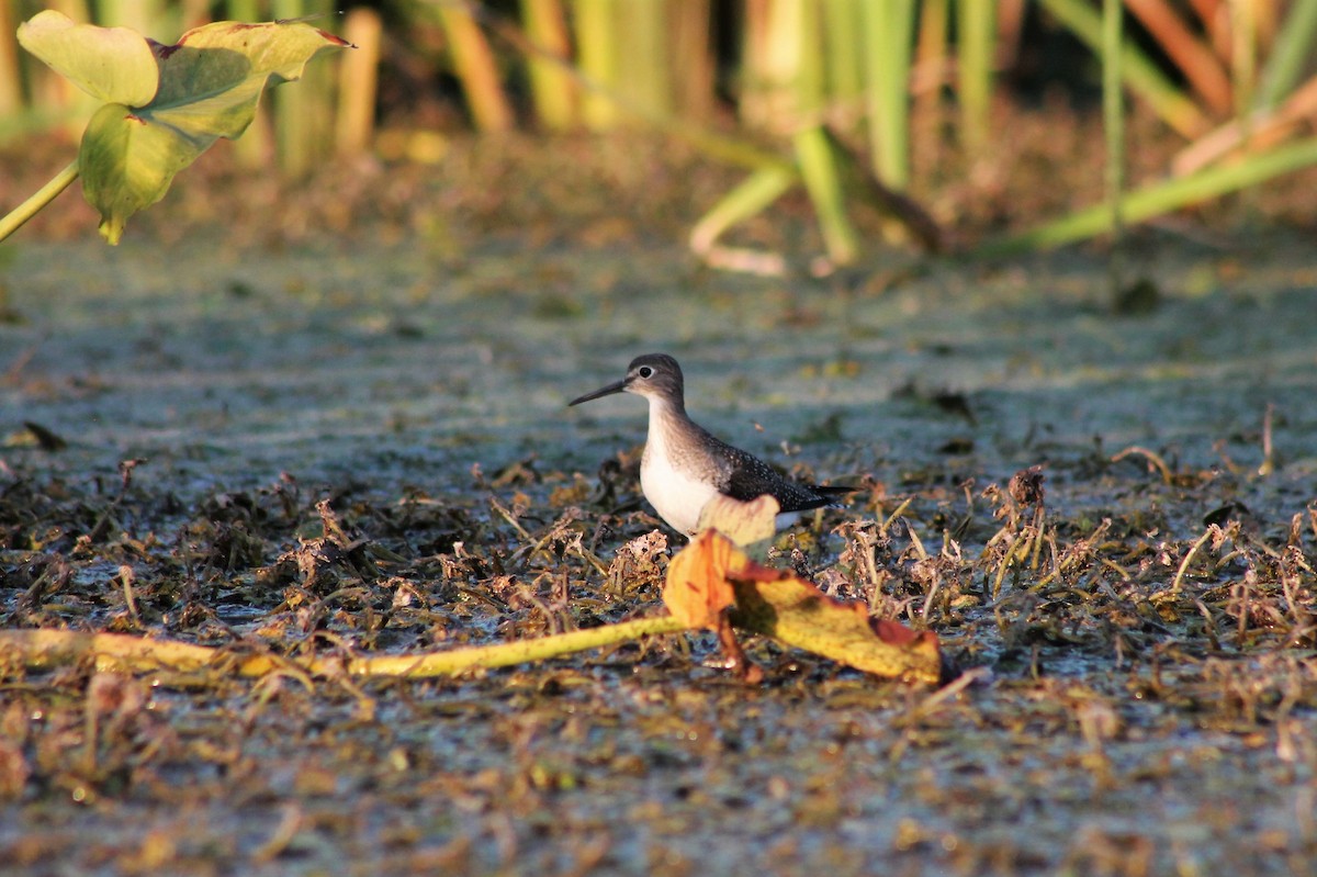 Solitary Sandpiper - ML535064851