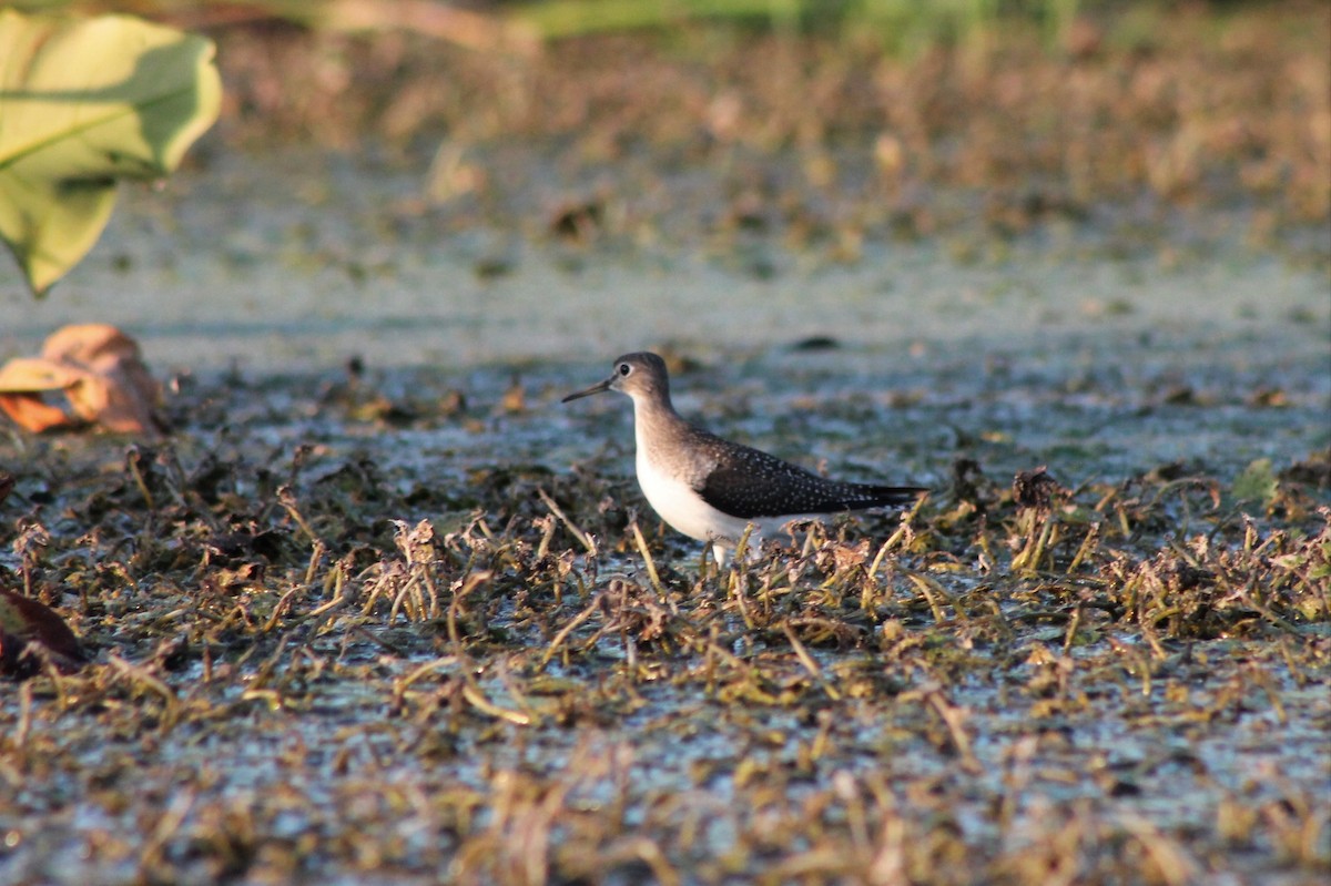 Solitary Sandpiper - ML535064861