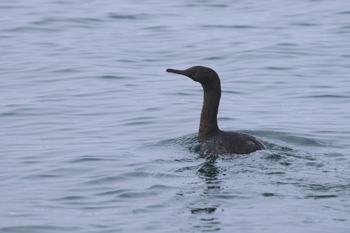 Pelagic Cormorant - ML535064871