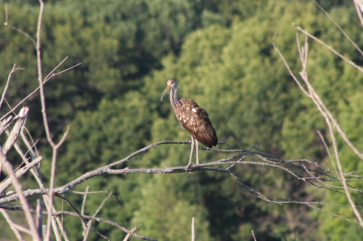 Limpkin - ML535065021