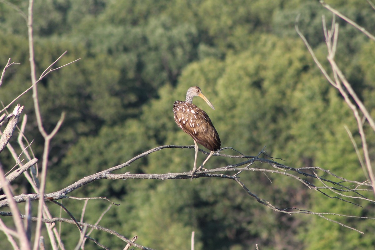 Limpkin - ML535065031