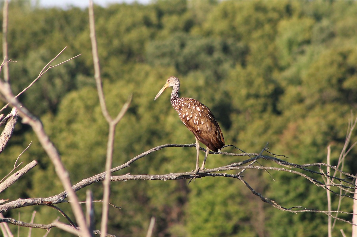 Limpkin - ML535065041