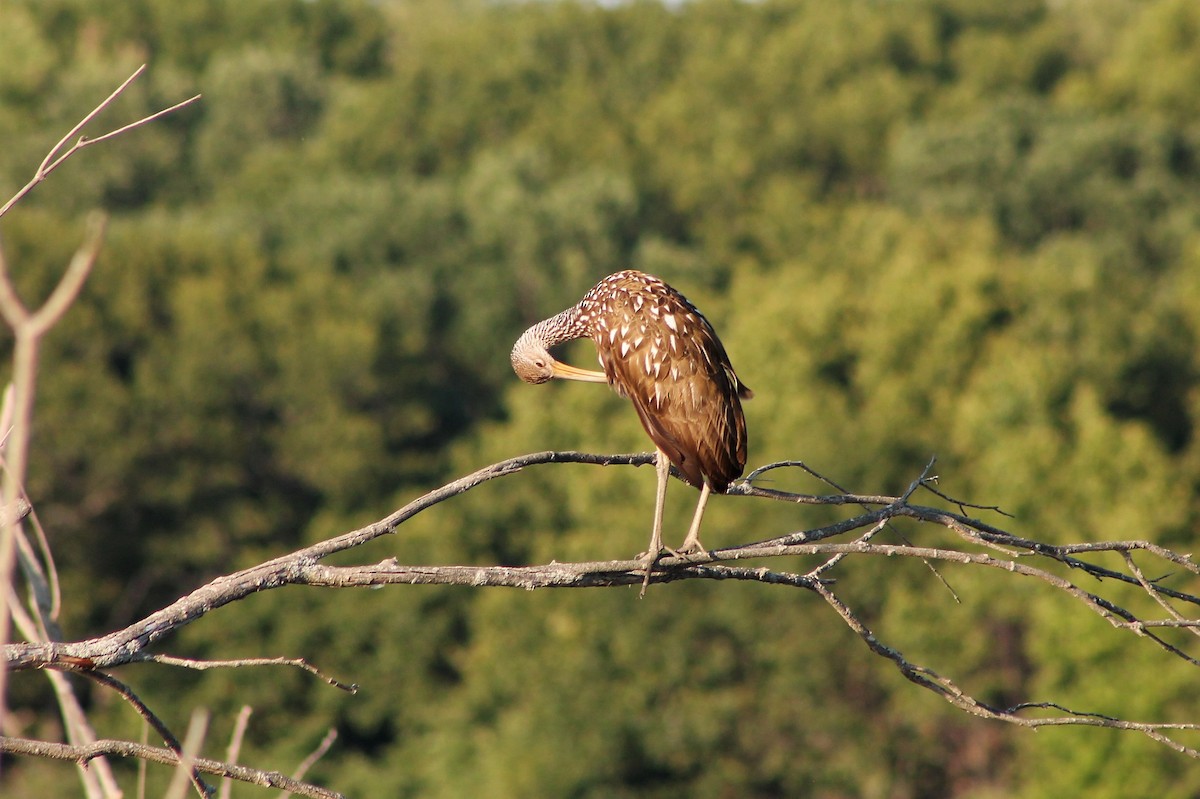 Limpkin - ML535065071