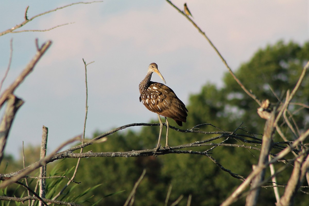 Limpkin - ML535065121