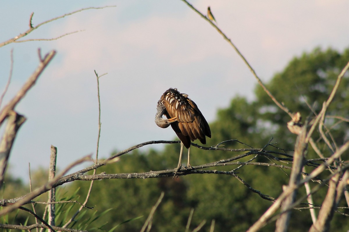 Limpkin - ML535065141