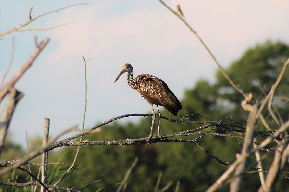 Limpkin - ML535065151