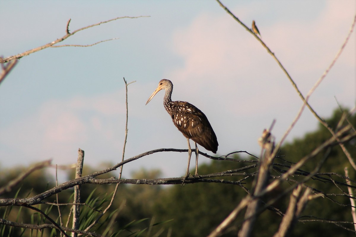 Limpkin - ML535065171