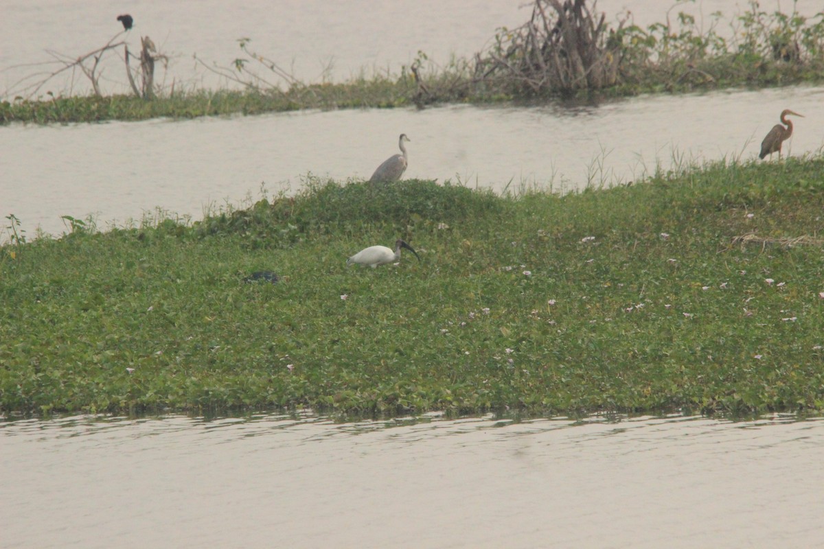 Gray Heron - Ajay Sivakumar