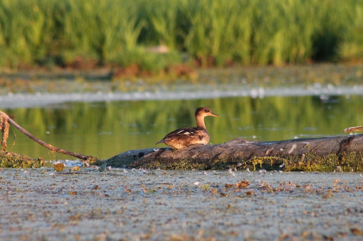 Hooded Merganser - ML535065401