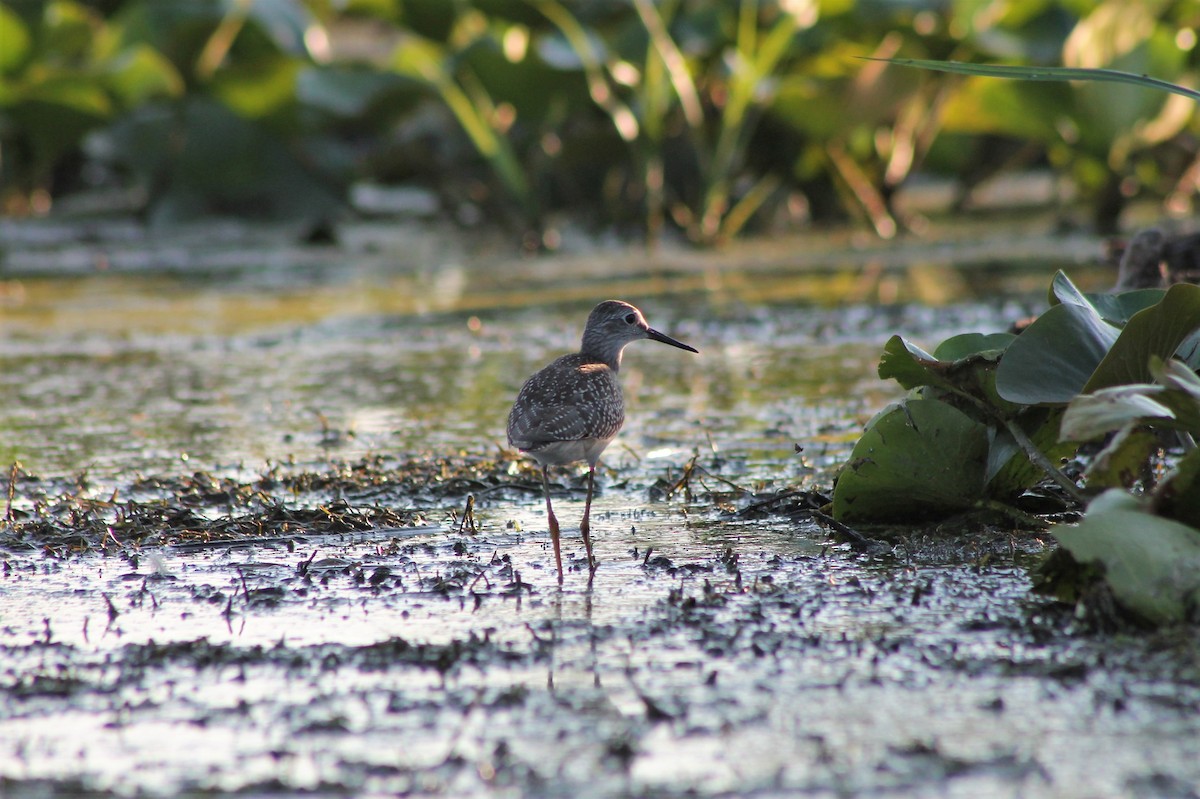 Lesser Yellowlegs - ML535065481