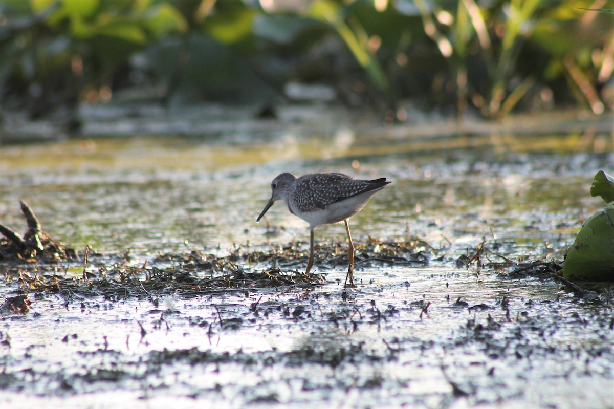 Lesser Yellowlegs - ML535065511