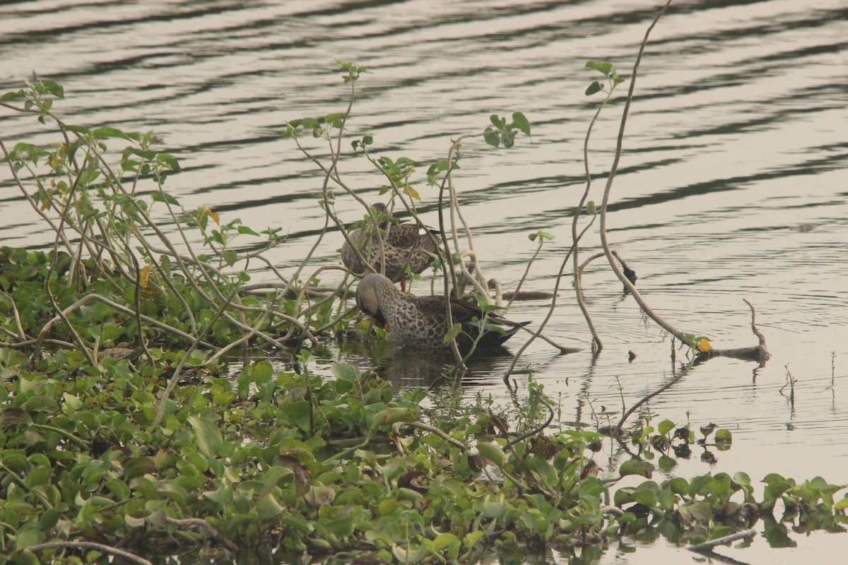 Indian Spot-billed Duck - Ajay Sivakumar