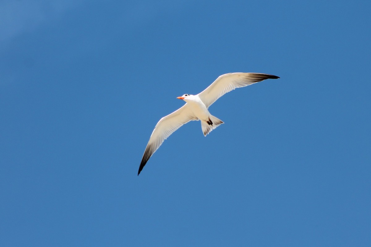 裏海燕鷗 - ML535065771
