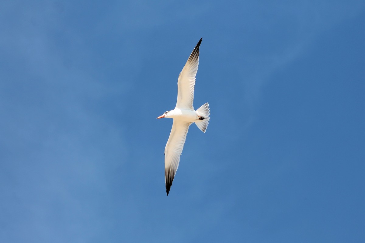 裏海燕鷗 - ML535065781
