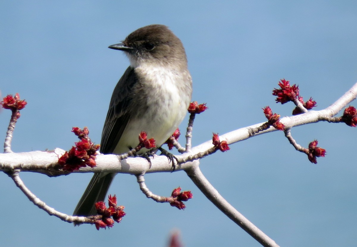 Eastern Phoebe - ML53506591