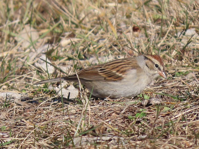 Chipping Sparrow - ML535066201