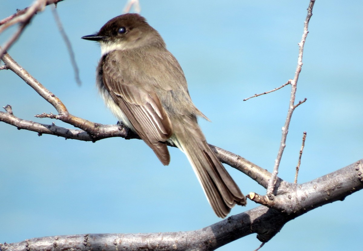 Eastern Phoebe - Pat McKay