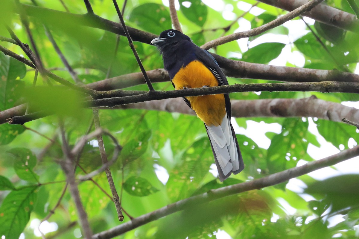 White-tailed Trogon - Olivier Langrand