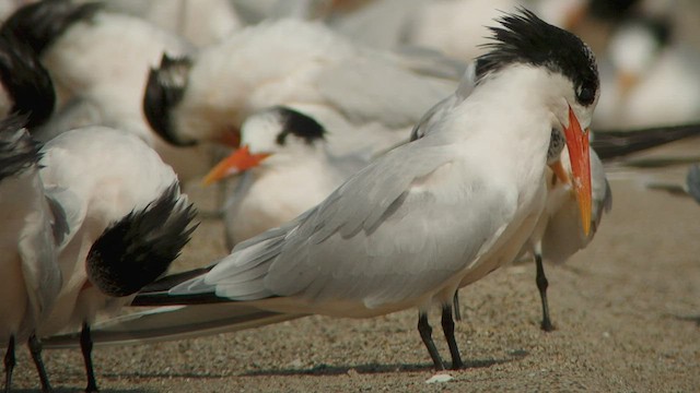 Elegant Tern - ML535067001