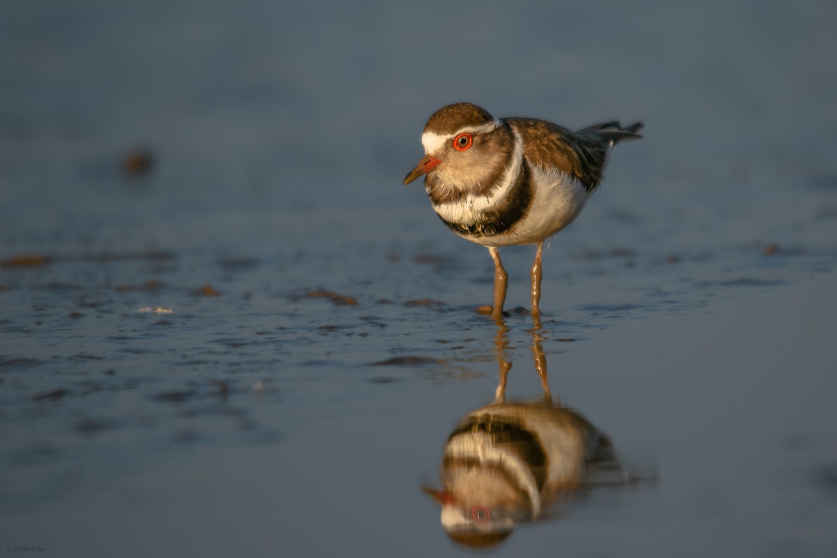 Three-banded Plover - ML535068101