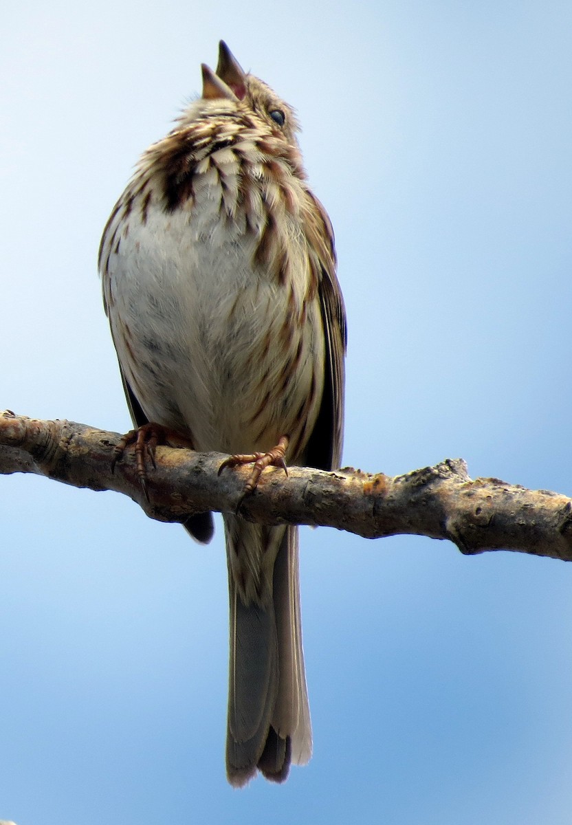 Song Sparrow - Pat McKay