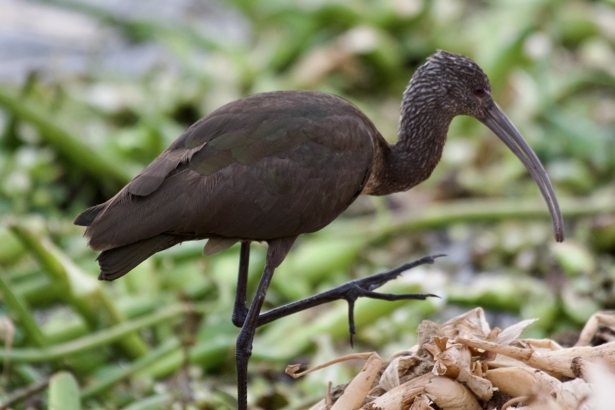 ibis americký - ML535069841