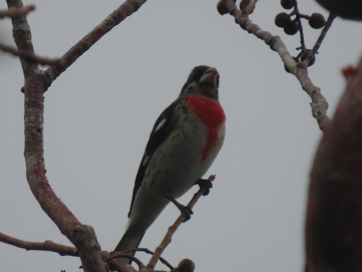 Rose-breasted Grosbeak - ML535070651