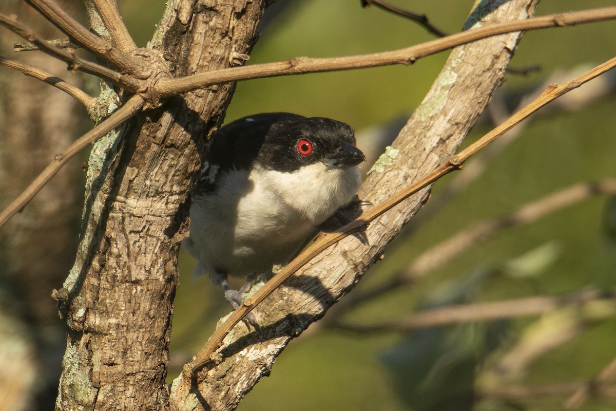 Great Antshrike - Andy Bowen