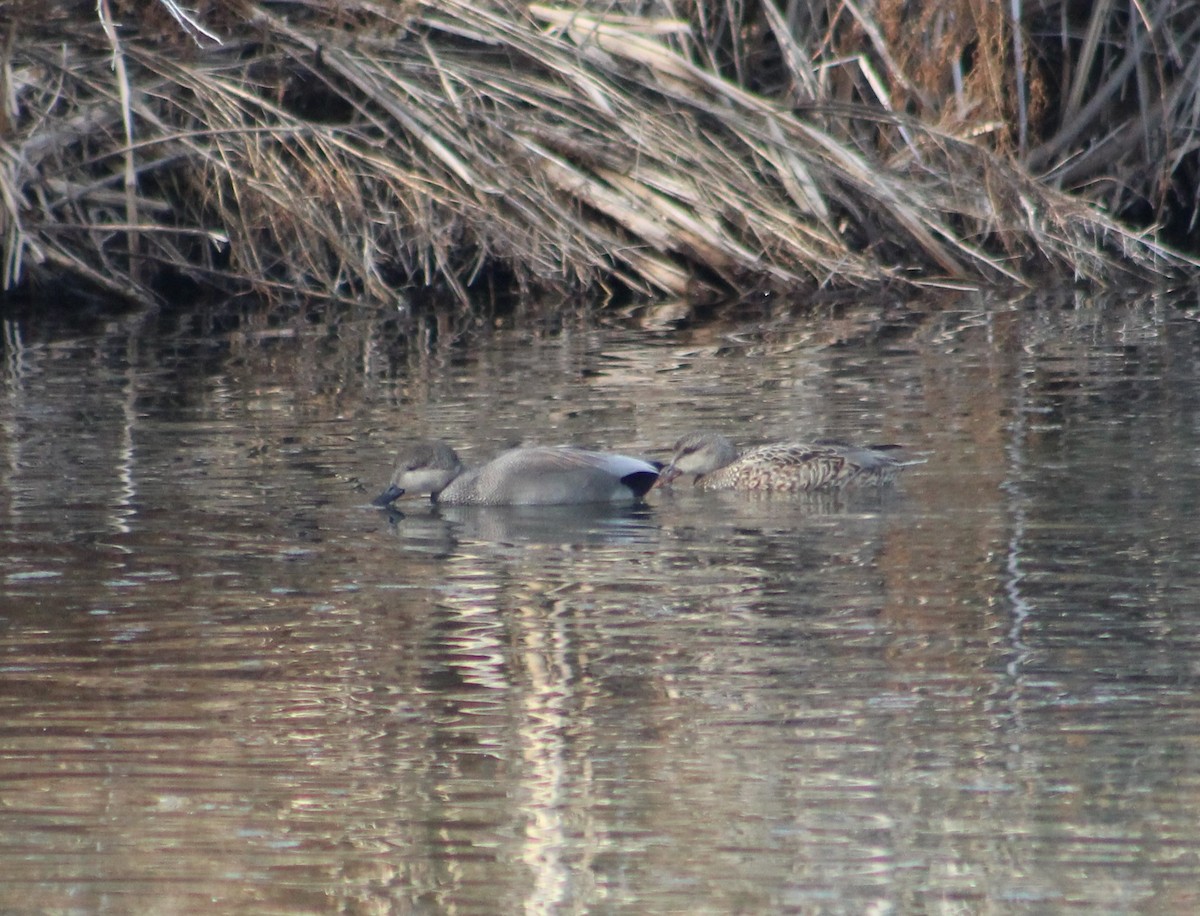 Gadwall - ML535072821