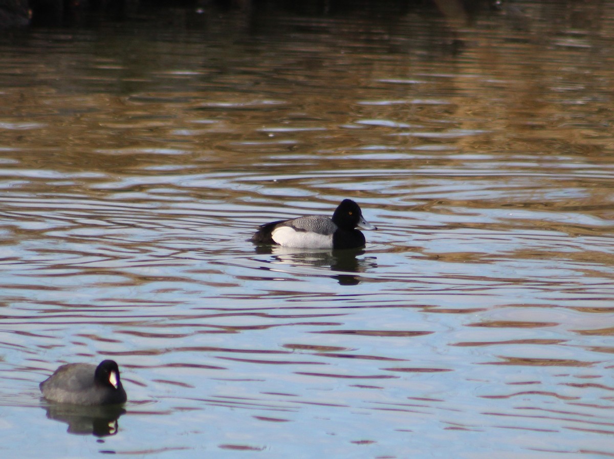 Lesser Scaup - ML535073271