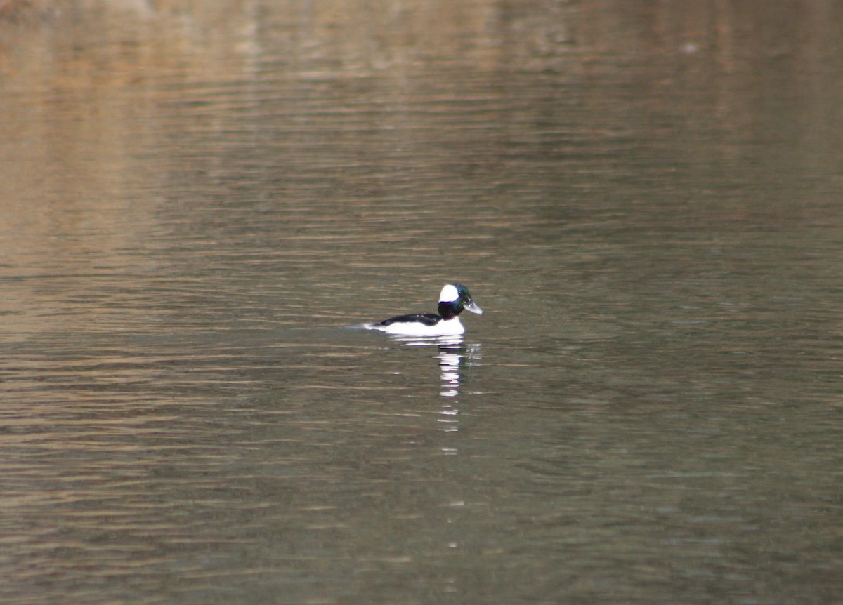 Bufflehead - ML535073301