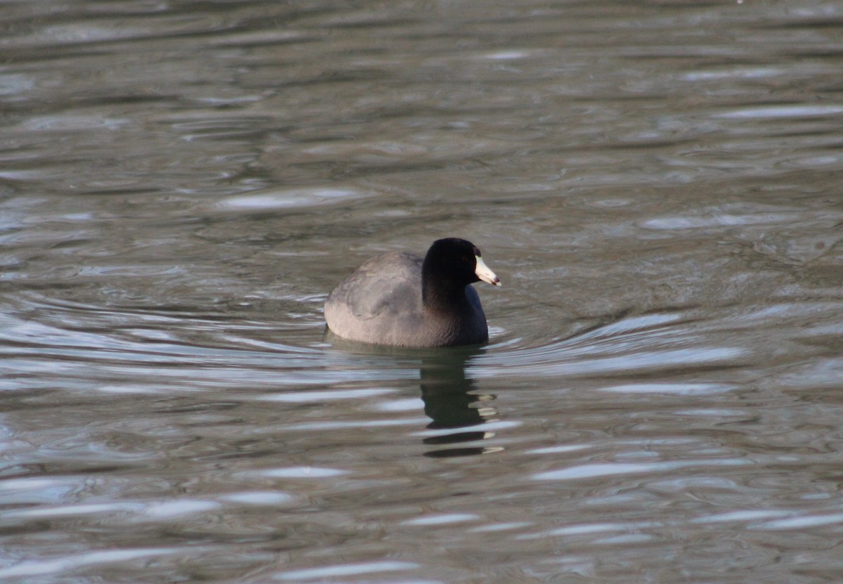 American Coot (Red-shielded) - ML535073501