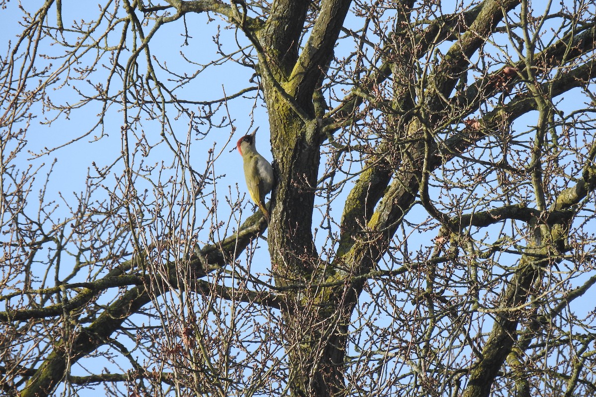 Eurasian Green Woodpecker - Peter Hines
