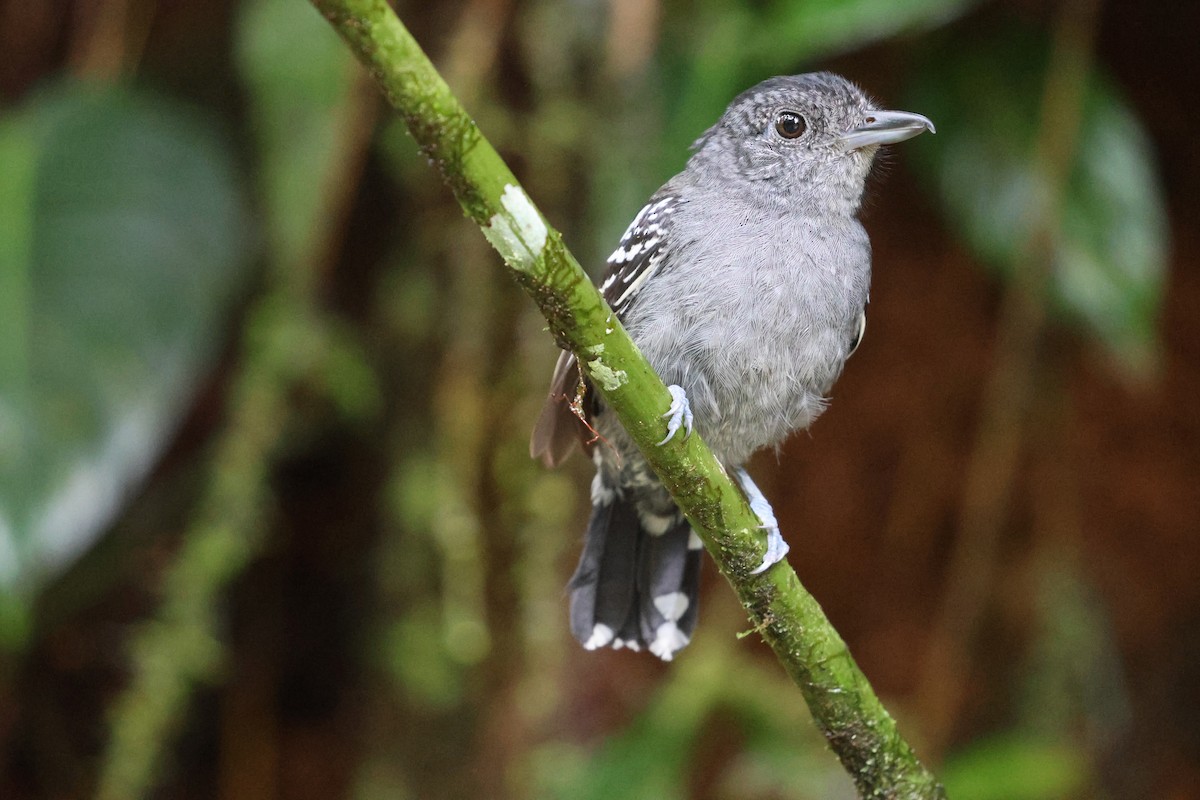 Black-crowned Antshrike - Olivier Langrand