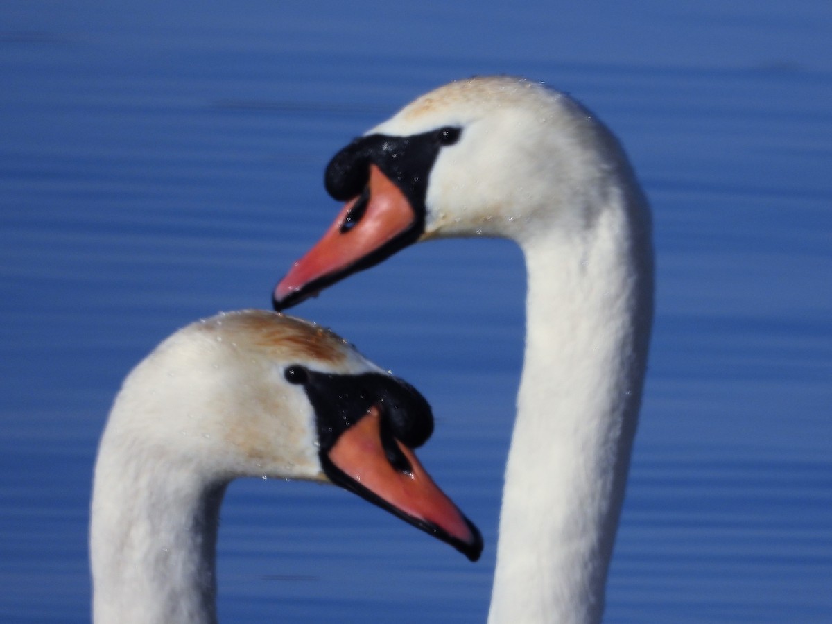 Mute Swan - ML535075511