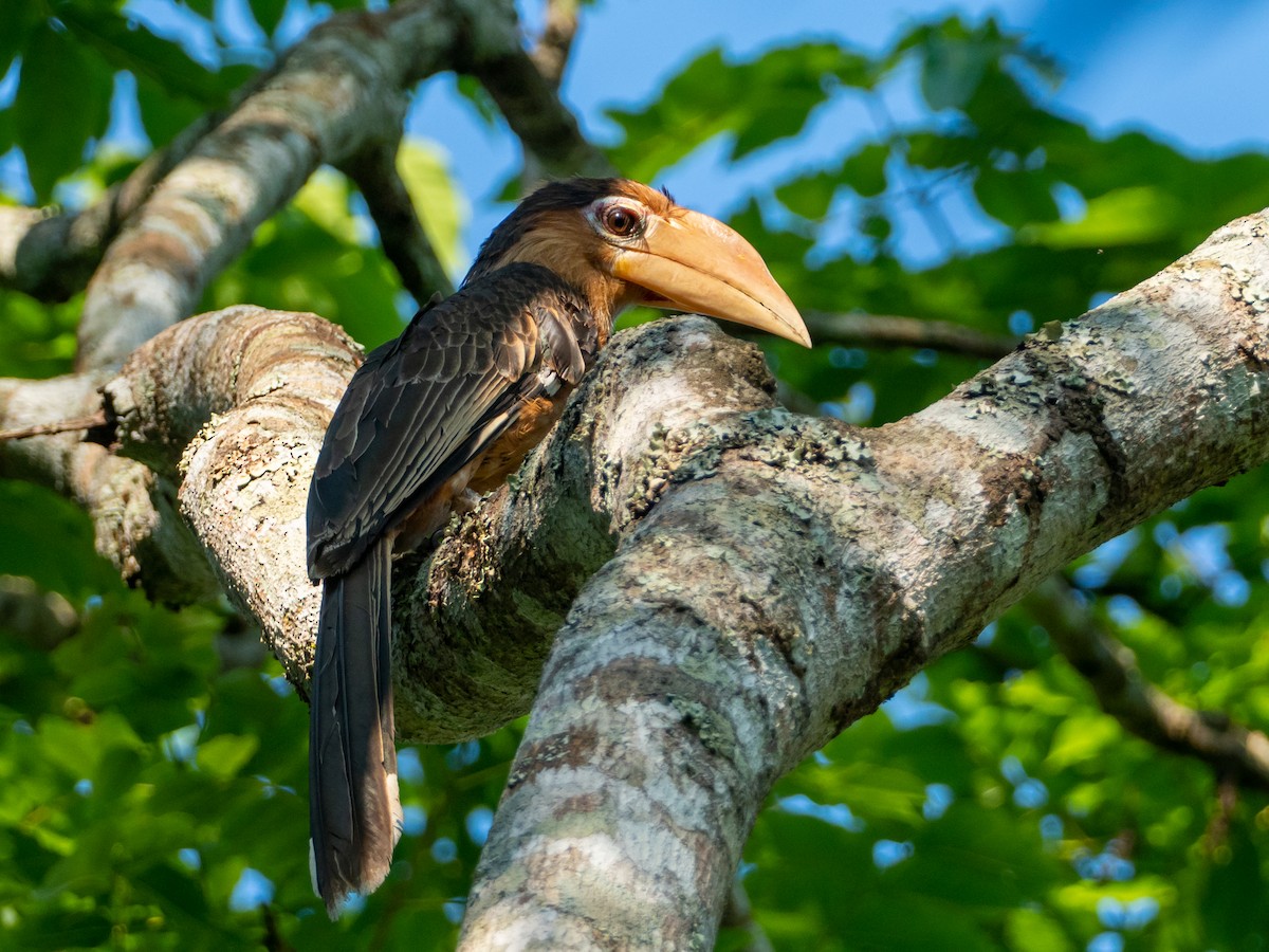 Rusty-cheeked Hornbill - ML535075701