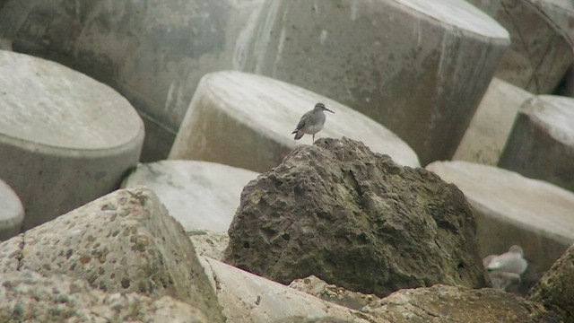 Wandering Tattler - ML535076251