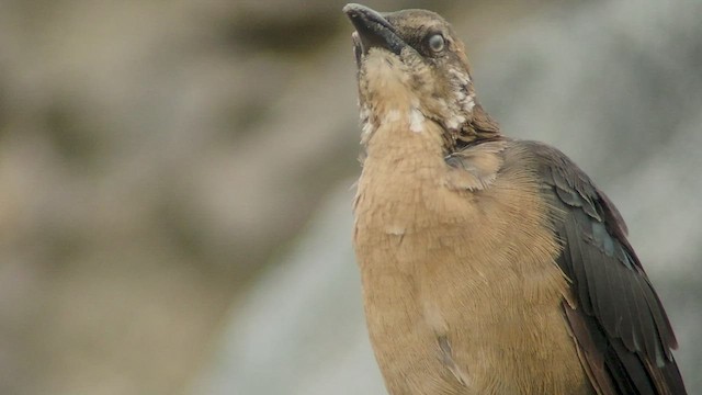 Great-tailed Grackle - ML535076281