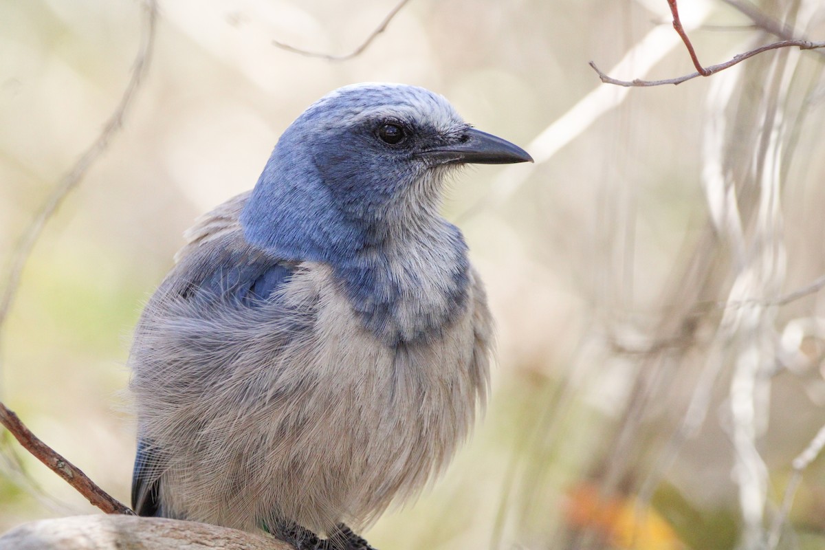 Florida Scrub-Jay - ML535076671